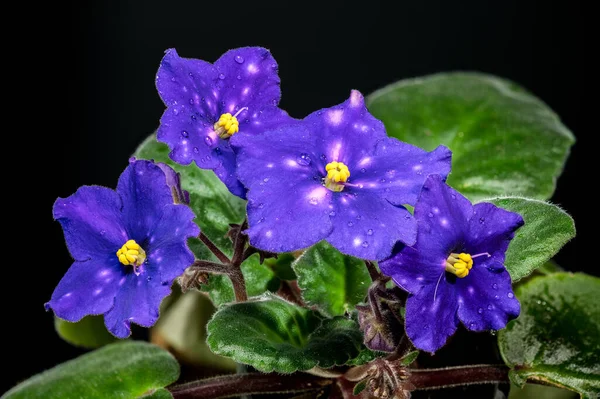 Dört Venedik Gece Saintpaulia çiçeğinin çarpıcı makro fotoğrafı. Zengin mor yapraklar, eşsiz beyaz lekeler, ve koyu siyah arkaplan ile keskin yeşil yapraklar