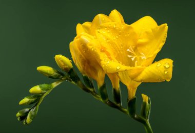Parlak sarı Frezya çiçeklerinin makro portresi ve su damlacıklarıyla kaplı yeşil tomurcuklar. Neşeli çiçekler, zengin, koyu yeşil arka planla keskin bir tezat oluşturuyor.