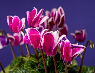 Açık mavi ve beyaz siklamen çiçeklerinin yakın plan çekimi, koyu mavi / mor arkaplan üzerine kurulur. Doğa, ev ve bayram teması için ideal.