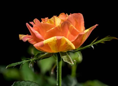 Turuncu ve sarı çizgili bir gülün canlı makro görüntüsü, gövdesinde hassas su damlacıkları, dramatik bir siyah arkaplan üzerine kuruludur.