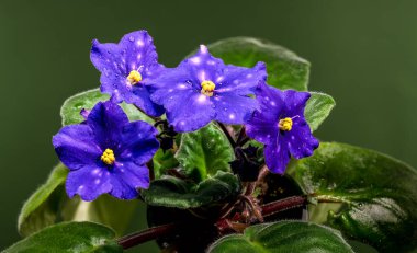 Venedik Gecesi Afrika menekşesi Saintpaulia 'nın parlak makro görüntüsü dört canlı mor, yıldız desenli çiçek ve yumuşak yeşil arka planlı kadife yapraklar sergiliyor.