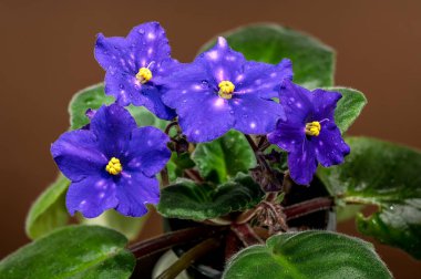 Yıldızlı mor yapraklar, su damlacıkları ve tüylü yeşil yapraklardan oluşan dört Venedik Gece Saintpaulia çiçeği kümesi, yumuşak kahverengi bir zemin ile güzelce zıtlaşır.