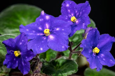 Dört Venedik Gece Saintpaulia çiçeğinin çarpıcı makro fotoğrafı. Zengin mor yapraklar, eşsiz beyaz lekeler, ve koyu siyah arkaplan ile keskin yeşil yapraklar