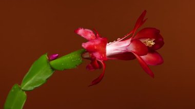 Kaktüs Schlumbergera 'nın parlak kırmızı yaprakları, beyaz bir merkezi ve küçük su damlacıkları ile koyu kahverengi arka planda açtığı 4K video. 