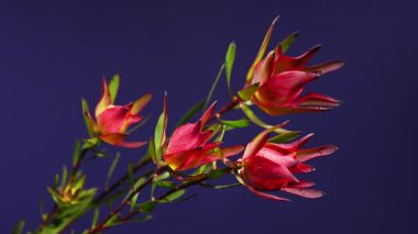 Yakın plan 4K video bir Leucadendron çiçek tomurcukları pembe ve yeşil braketlerle ve yapraklar, dramatik karşı karşıya