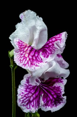 Siyah bir arka planda çiğ damlalarıyla kaplı mor ve beyaz bir streptocarpus çiçeğinin yakın çekimi ince dokusunu ve zarif doğal güzelliğini gösterir.