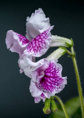 İki tonlu Streptocarpus çiçeğinin yoğun yakın çekimi, beyaz yapraklara çarpıcı mor venasyon sergiliyor, koyu bir arka plana hafifçe su damlalarıyla sisli.