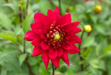 Açık hava bahçe ortamında keskin limon yeşili merkezli canlı kırmızı yıldız çiçeği, yaz rengini ve botaniği temsil ediyor.