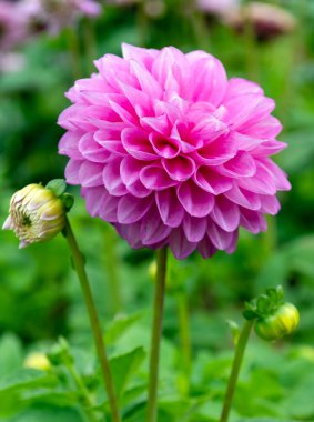 Açık havada yetişen güzel pembe yıldız çiçekleri, bereketli yapraklar ve bulanık yeşil bir arka plan, yaz doğasının ve botaniğin güzelliğini temsil ediyor.