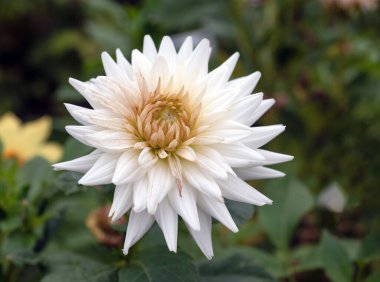 Keskin, sivri yapraklı ve altın merkezli beyaz bir kaktüsün yakın çekimi. Yumuşak yeşil arka planda mevsim sonları çiçek açar