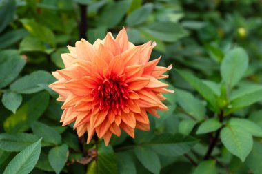 Göz kamaştırıcı şeftali ve turuncu Sunset Dahlias yarı kaktüs türünün yakın çekimi. Canlı merkezde bir uğur böceği var. Sonbahar doğası, çiçek ve vahşi yaşam.