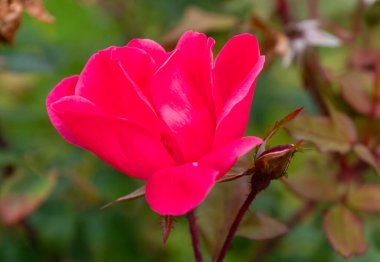 Canlı bir yaprağın yakın profil görüntüsü ya da koyu saplı ve yapraklı sıcak pembe bir gül. Açık hava bahçesinde basit, cesur bir çiçek güzelliği.