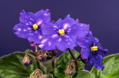 Güzel mor Afrika menekşe çiçeklerinin makro fotoğrafları. Saintpaulia Venedik Gecesi. Eşsiz beyaz ve pembe noktalar ve su damlacıkları ile birlikte.