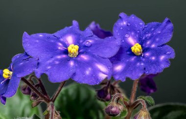 Egzotik Venedik Gece Saintpaulia Afrika menekşesi, iki ana mor çiçek, su damlaları ve sarı merkezleri gri-yeşil bir arkaplanda gösteriyor..