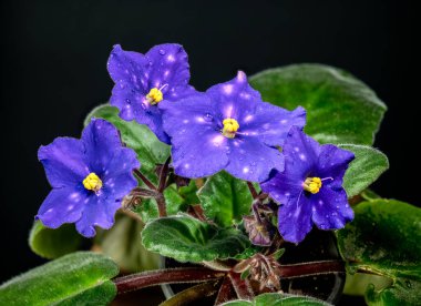 Dört Venedik Gece Saintpaulia çiçeğinin çarpıcı makro fotoğrafı. Zengin mor yapraklar, eşsiz beyaz lekeler, ve koyu siyah arkaplan ile keskin yeşil yapraklar