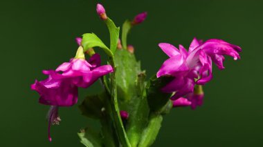 Parlak morumsu bir Schlumbergera Noel Kaktüsü çiçeğinin 4K 'lık yakın çekim videosu yeşil arka planda yapraklarının üzerindeki narin su damlacıklarını gösteriyor.