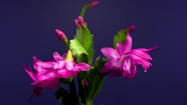 Mor renkli parlak Schlumbergera Noel Kaktüsü çiçeğinin 4K 'lık yakın plan videosu, zengin, koyu mor arka plan ile yapraklarının üzerindeki narin su damlacıklarını gösteriyor.