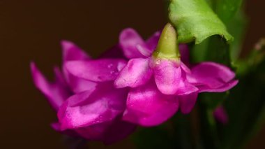 Açık mavi Schlumbergera Noel Kaktüsü çiçeğinin 4K videosu. Kahverengi arka planda ince su damlacıkları görülüyor.