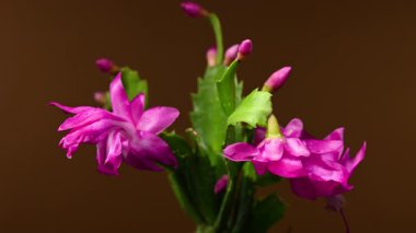 Açık mavi Schlumbergera Noel Kaktüsü çiçeğinin 4K videosu. Kahverengi arka planda ince su damlacıkları görülüyor.