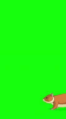 A cartoon-style ginger hamster. Handmade 2D animated HD footage isolated on green screen. Vertical footage for video editing or wildlife projects