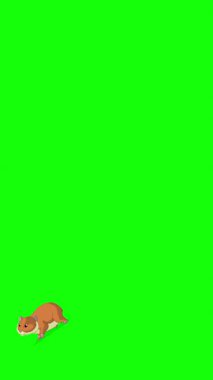 Çizgi film tarzı kızıl bir hamster. El yapımı 2D animasyon 4K görüntü yeşil ekranda izole edildi. Video düzenleme veya vahşi yaşam projeleri için dikey görüntüler
