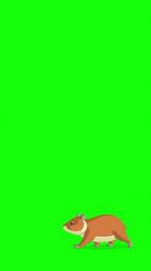 Çizgi film tarzı kızıl bir hamster. El yapımı 2D animasyon 4K görüntü yeşil ekranda izole edildi. Video düzenleme veya vahşi yaşam projeleri için dikey görüntüler