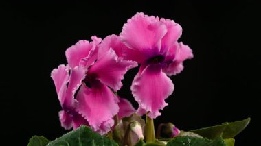 Pembe bir siklamen çiçeğinin, dalgalı kenarlı ve su damlacıklarının koyu mor bir zemin ile zıt olduğu 4K yakın plan videosu. Yüksek kontrastlı botanik temalar için ideal