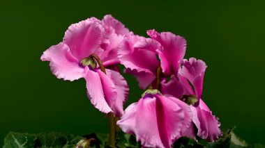 Koyu yeşil arka planda dalgalı taç yaprakları ve çiğ damlalarıyla çiçek açan pembe siklamen çiçeklerinin 4K videosu. Doğa ve botanik temalar için mükemmel