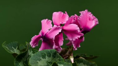 Koyu yeşil arka planda dalgalı taç yaprakları ve çiğ damlalarıyla çiçek açan pembe siklamen çiçeklerinin 4K videosu. Doğa ve botanik temalar için mükemmel