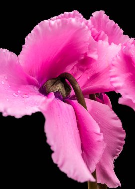 Renkli pembe siklamen yapraklarının detaylı makro görüntüsü ince dalgalı kenarlar ve koyu bir arka planda sabah çiğ damlaları gösteriyor. Dokular ve doğa için harika.