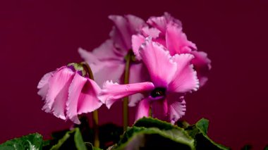 Zarif çiçekleri ve kalp şeklindeki yaprakları gösteren güzel bir pembe siklamen bitkisinin 4K videosu, cesur bir görünüm için uyumlu canlı morumsu bir arkaplan üzerine kurulmuş.