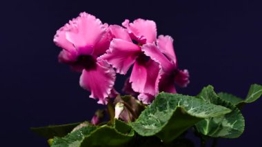 Kapalı 4K video 4K bir zarif pembe siklamen çiçek yapraklar ve çiy damlaları ile eşleştirilmiş katı siyah arka plan