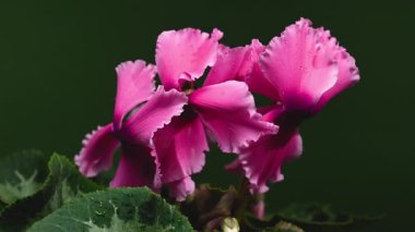 Kapalı 4K video çiçek açan pembe siklamen çiçek yaprakları ve sabah çiğ damlacıkları, nötr gri bir zemin üzerine kurulmuş