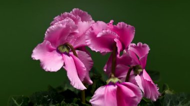 Koyu yeşil arka planda dalgalı taç yaprakları ve çiğ damlalarıyla çiçek açan pembe siklamen çiçeklerinin 4K videosu. Doğa ve botanik temalar için mükemmel