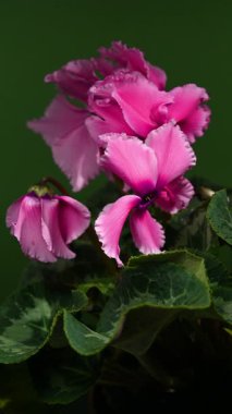 Koyu yeşil arka planda dalgalı taç yaprakları ve çiğ damlalarıyla çiçek açan pembe siklamen çiçeklerinin 4K videosu. Doğa ve botanik temalar için mükemmel