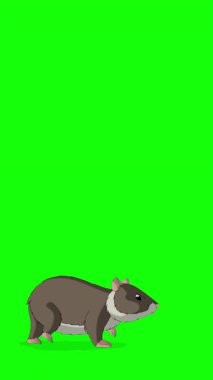Kahverengimsi gri bir hamster. El yapımı 2D animasyon HD görüntüler yeşil ekranda izole edildi. Video düzenleme veya vahşi yaşam projeleri için dikey görüntüler