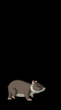 Kahverengimsi gri bir hamster. Alfa kanalında el yapımı 2D animasyon HD görüntüler izole edildi. Video düzenleme veya vahşi yaşam projeleri için dikey görüntüler