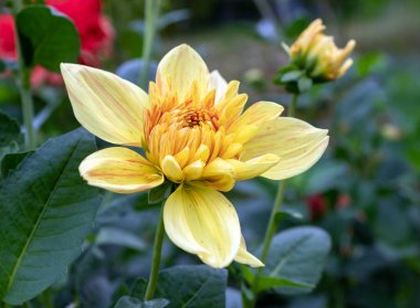 Doğal bir botanik bahçesinde taç yapraklarının üzerinde kırmızı çizgiler bulunan güzel sarı bir yıldız çiçeğinin yan görüntüsü.