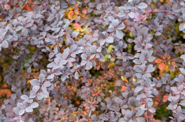 Koyu mor yuvarlak yaprakların yoğun dallarının bulunduğu bir Berberilerin yakın plan çekimleri renkli yaprakların bulanık arka planına karşı