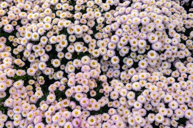 Yoğun, açık pembe ve beyaz bir halının tepeden tırnağa geniş çerçeveli görüntüsü. Çiçekli bir sonbahar bahçesinde sarı merkezler açan küçük pembe ve beyaz kasımpatılar.