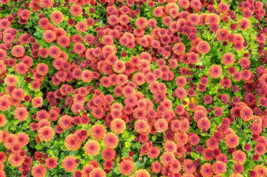 Geniş bir sonbahar bahçesinde açan küçük bronz ve turuncu kasımpatılardan oluşan yoğun bir halının tepeden tırnağa, tam kare görüntüsü.