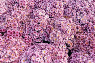 Geniş çerçeveli, tepeden tırnağa, verimli bir sonbahar botanik bahçesinde açan sarı merkezli mor ve pembe kasımpatılardan oluşan yoğun bir halı.