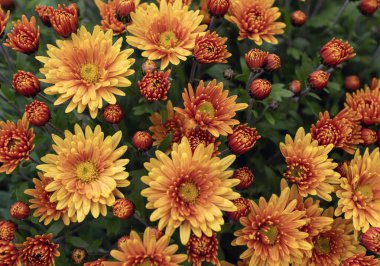 Canlı turuncu ve sarı kasımpatılar çiçek açarak yoğun bir çiçek arkaplanı oluşturuyor. Sonbahar, bahçe, doğa ve mevsimsel tasarım temaları için ideal