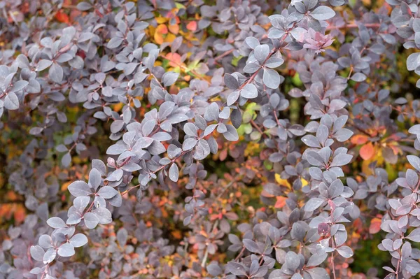 Koyu mor yuvarlak yaprakların yoğun dallarının bulunduğu bir Berberilerin yakın plan çekimleri renkli yaprakların bulanık arka planına karşı