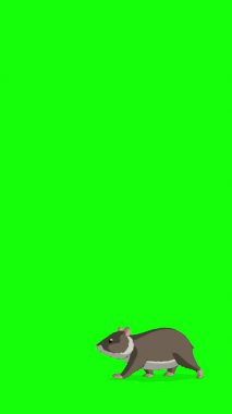 Kahverengimsi gri bir hamster. El yapımı 2D animasyon 4K görüntü yeşil ekranda izole edildi. Video düzenleme veya vahşi yaşam projeleri için dikey görüntüler