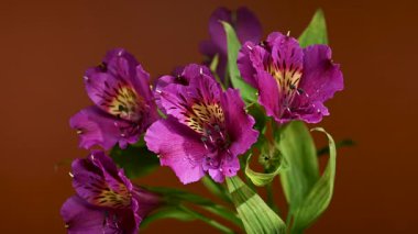 Peru Zambakları olarak da bilinen Vibrant pembe Alstroemeria çiçeklerinin yakın plan 4K videosu, kahverengi arka planda benekli sarı merkezler ve yeşil yapraklar yer alıyor.