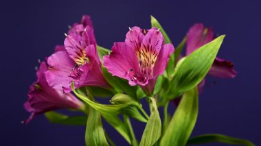 Peru Zambakları olarak da bilinen Vibrant pembe Alstroemeria çiçeklerinin yakın plan 4K videosu, mor arka planda benekli sarı merkezler ve yeşil yapraklar yer alıyor.