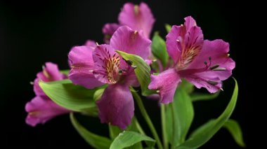 Peru Zambakları olarak da bilinen Vibrant pembe Alstroemeria çiçeklerinin yakın plan 4K videosu, sarı merkezler ve yeşil yapraklar içeriyor, koyu siyah bir arkaplanda izole edilmiş.