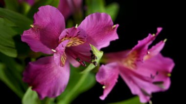 Peru Zambakları olarak da bilinen Vibrant pembe Alstroemeria çiçeklerinin yakın plan 4K videosu, sarı merkezler ve yeşil yapraklar içeriyor, koyu siyah bir arkaplanda izole edilmiş.
