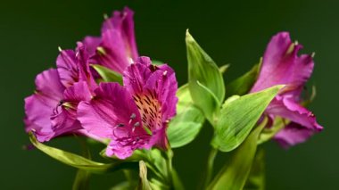Peru Zambakları olarak da bilinen Vibrant pembe Alstroemeria çiçeklerinin yakın plan 4K videosu, yeşil arka planda benekli sarı merkezler ve yeşil yapraklar yer alıyor.